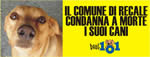 cani all'asta